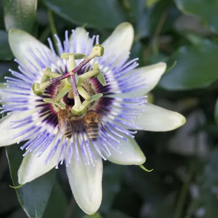 Apartament Montana Nauders